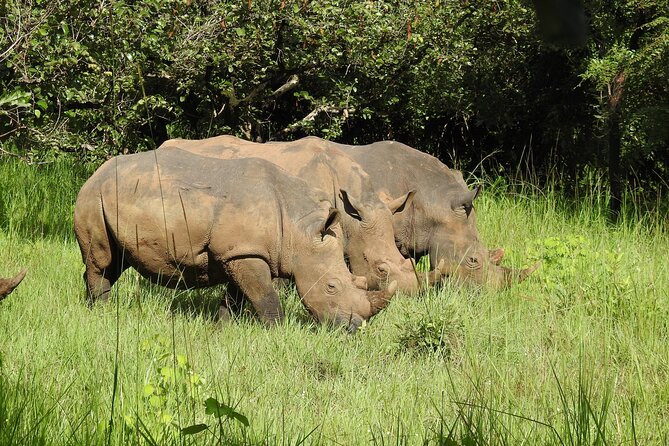 1 Day Budget Rhino Trekking at Ziwa Rhino Sanctuary - Leaving Kampala at 6:00 am