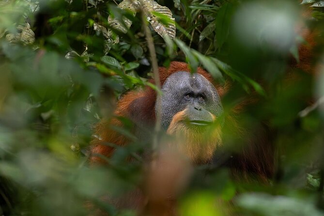 1 Day Ethical Jungle Trek in Bukit Lawang at Sumatra - Key points to know before you book