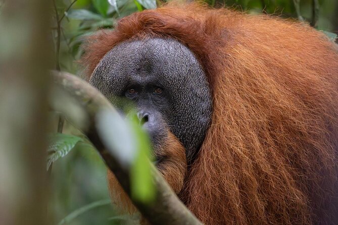 1 Day Ethical Jungle Trek in Bukit Lawang at Sumatra - Starting in Bukit Lawang at 9:00 am