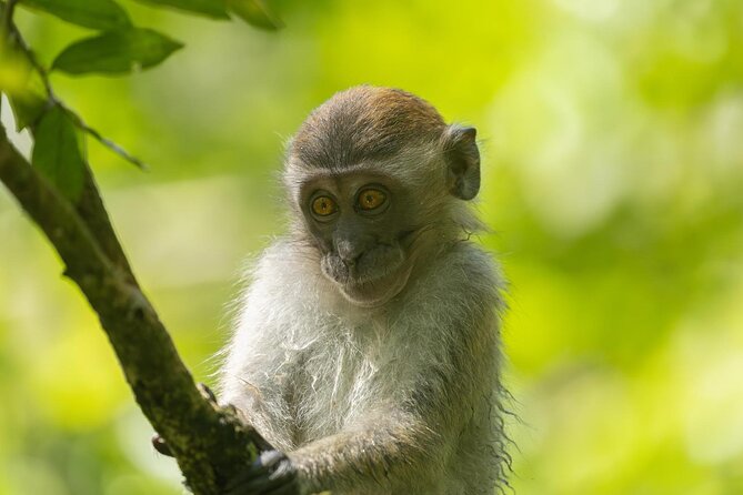 1 Day Ethical Jungle Trek in Bukit Lawang at Sumatra - Local fruit and the jungle restaurant