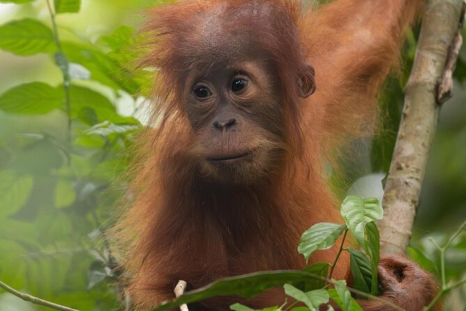 1 Day Ethical Jungle Trek in Bukit Lawang at Sumatra - The harder afternoon trail