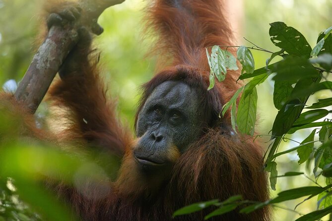1 Day Ethical Jungle Trek in Bukit Lawang at Sumatra - Traditional rafting and the jungle taxi