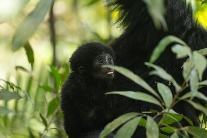 1 Day Ethical Jungle Trek in Bukit Lawang at Sumatra - How the guides shape the day