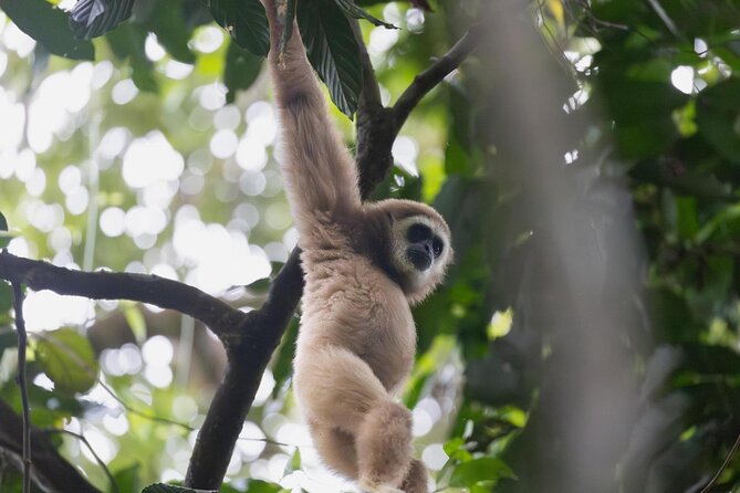 1 Day Ethical Jungle Trek in Bukit Lawang at Sumatra - Crossing the Bohorok River