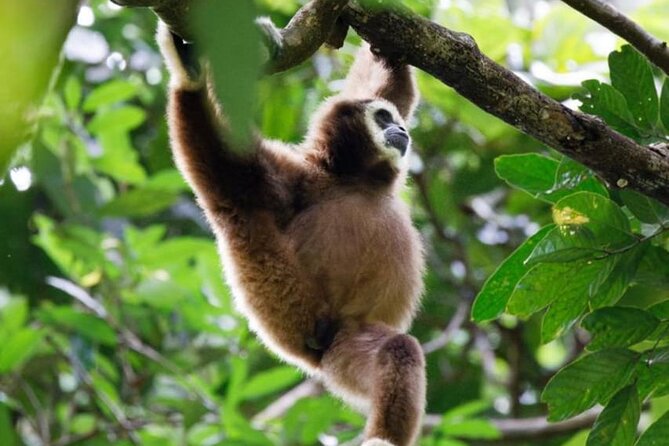 1 Day Ethical Jungle Trekking - Starting in Bukit Lawang at 9:00 am