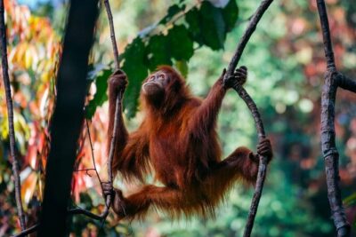 1 Day Ethical Jungle Trekking