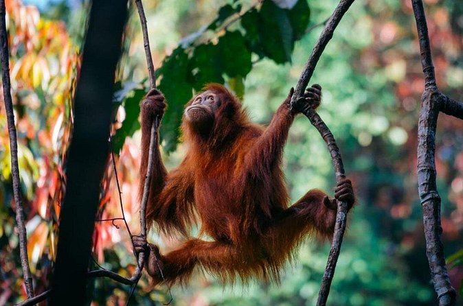 1 Day Ethical Jungle Trekking - How Much Value You Get for $126.12