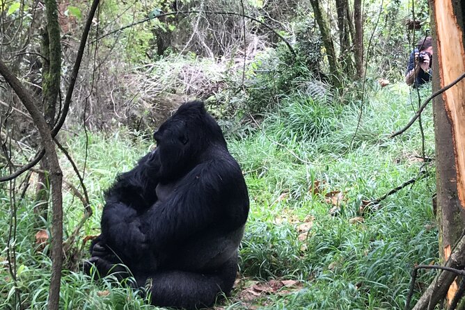 1 Day Gorilla Trekking Mgahinga Gorilla NP & Lake Bunyonyi - What the guides add to the day