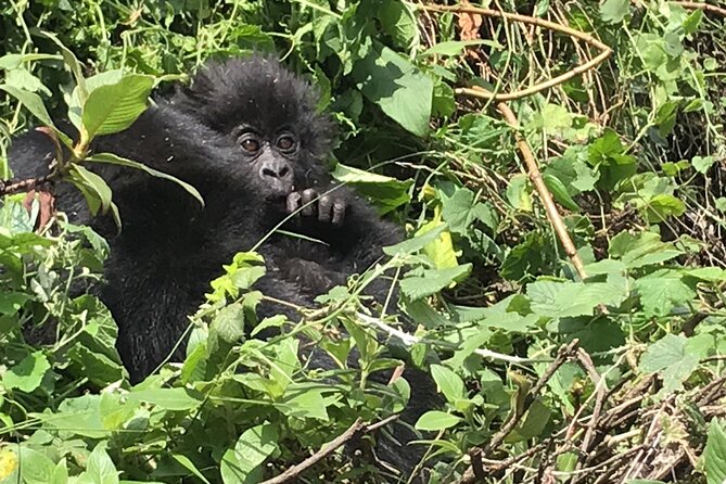 1 Day Gorilla Trekking Mgahinga Gorilla NP & Lake Bunyonyi - The $1,400 price and what it covers