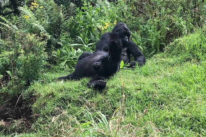 1 Day Gorilla Trekking Mgahinga Gorilla NP & Lake Bunyonyi - Strengths, concerns, and who should book