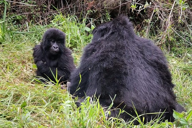 1 Day Gorilla Trekking Mgahinga Gorilla NP & Lake Bunyonyi - Choosing between Mgahinga and Bwindi