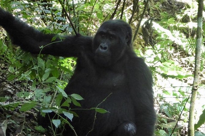 1 Day Gorilla Trekking Rwanda - Six hours in the forest with a gorilla family