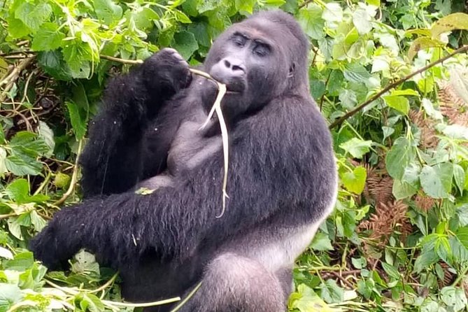 1 Day Gorilla Trekking Rwanda - Lunch after a demanding morning