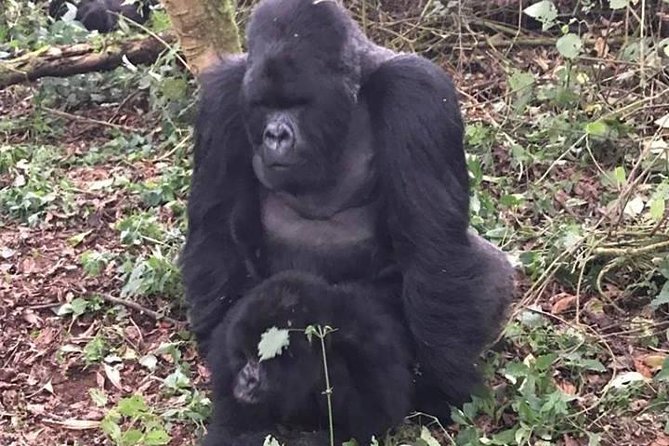 1 Day Gorilla Trekking Rwanda - Communication and the human side of the trip