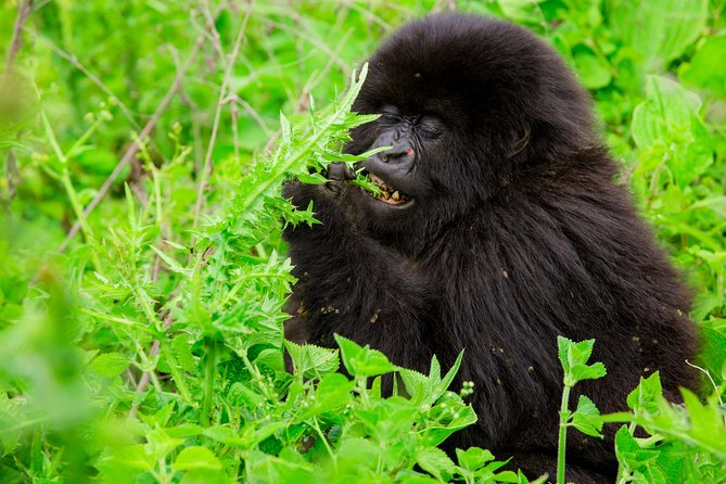 1 Day Gorilla Trekking Safari Tour - Arriving at Kinigi and meeting the park team