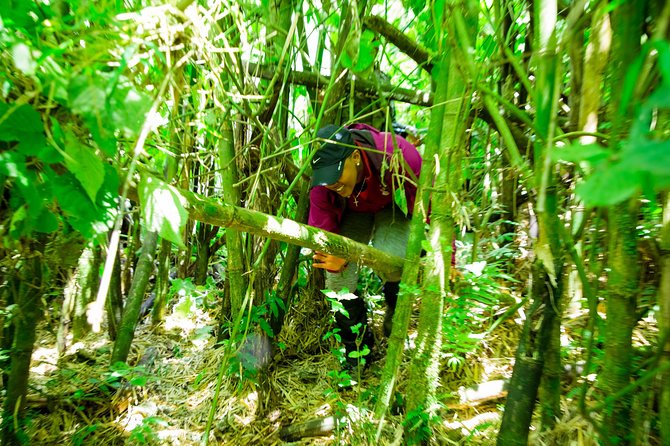 1 Day Gorilla Trekking Safari Tour - Who will enjoy this trek most?