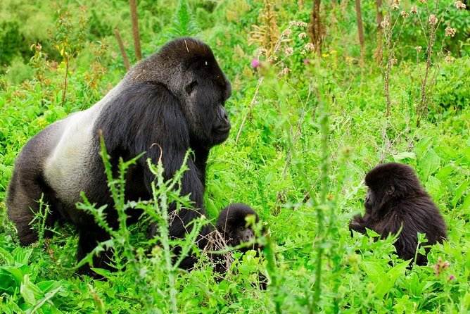 1 Day Gorilla Trekking Safari Tour - Hiking into Volcanoes National Park