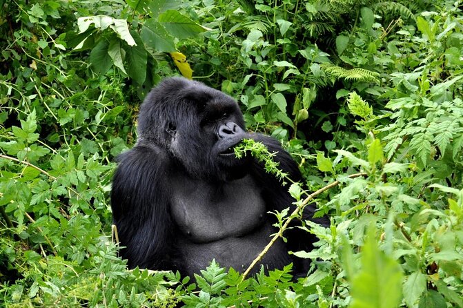 1 Day Gorilla trekking volcanoes national park - Key points at a glance