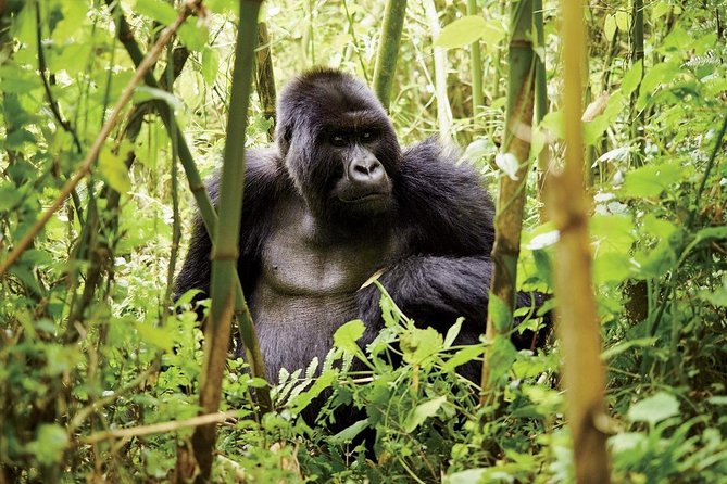 1 Day Gorilla trekking volcanoes national park - Four hours with mountain gorillas