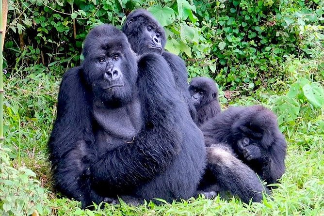 1 Day Gorilla trekking volcanoes national park - The 4WD ride to Volcanoes National Park