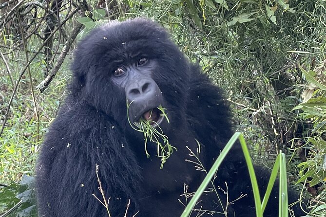 1 Day Guided Gorilla Trekking Safari Experience in Rwanda - Guides who add value to a demanding day