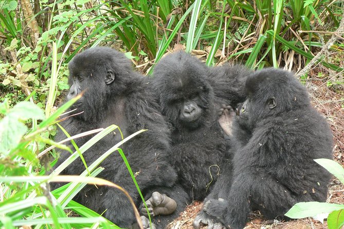 1 day Mountain Gorilla Trekking Safari Uganda - Why a one-day Bwindi trek can work