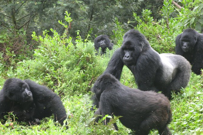 1 day Mountain Gorilla Trekking Safari Uganda - Entering Bwindi Impenetrable National Park