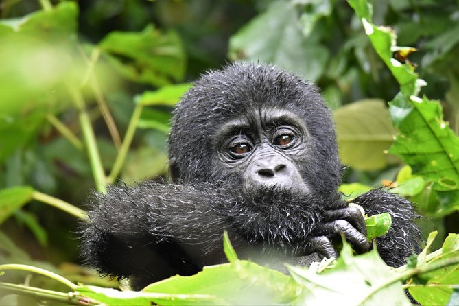 1 day Mountain Gorilla Trekking Safari Uganda - The gorilla search and the silverback encounter