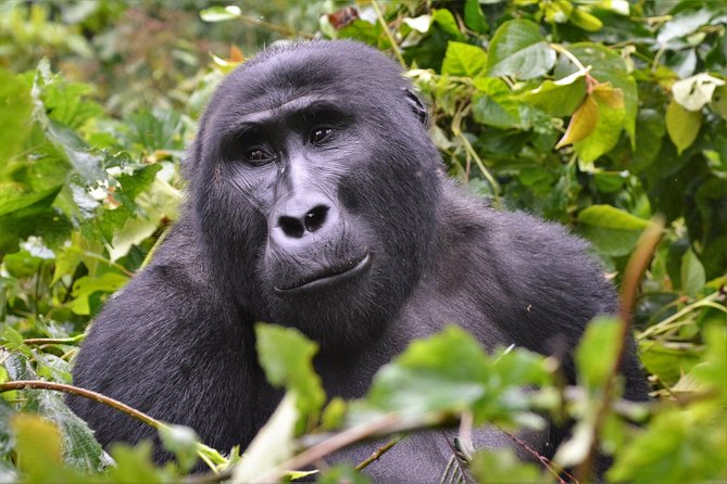 1 day Mountain Gorilla Trekking Safari Uganda - What the $1,200 price really means