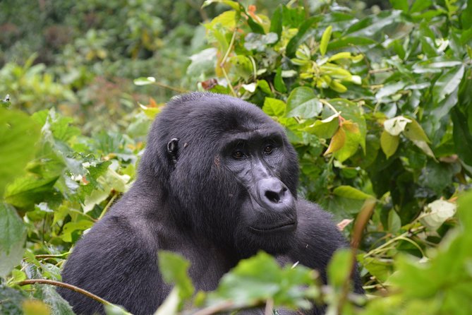 1 day Mountain Gorilla Trekking Safari Uganda - Who will enjoy this trek most