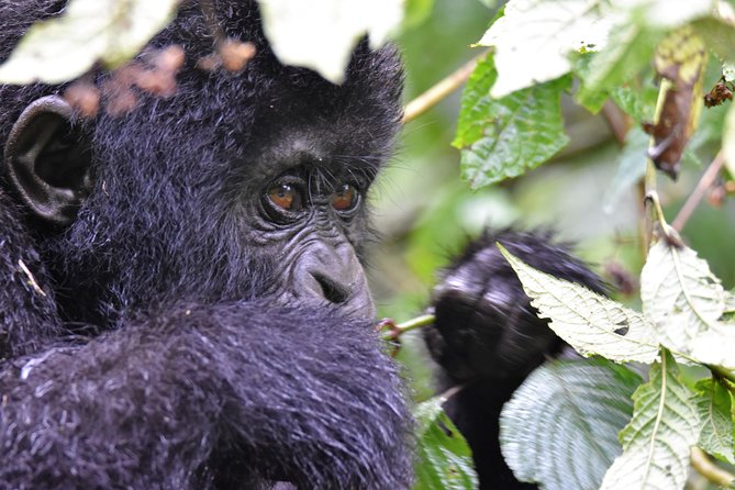 1 day Mountain Gorilla Trekking Safari Uganda - Practical booking advice for Kisoro