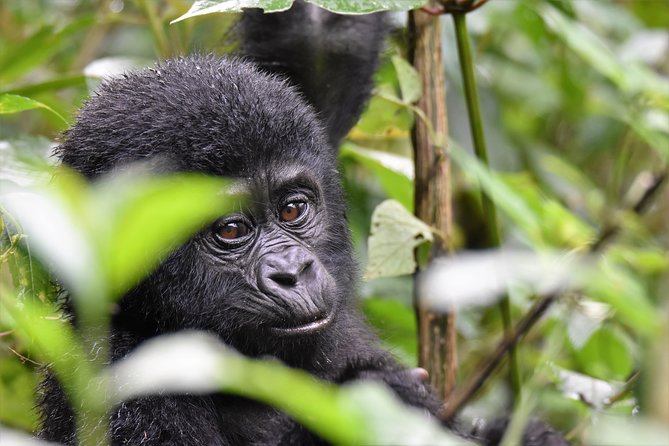 1 day Mountain Gorilla Trekking Safari Uganda - The 6:00 am pickup from Kisoro