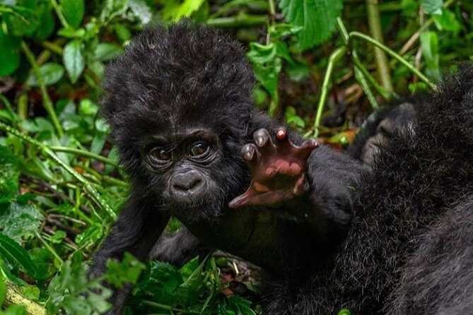 1 Day Rwanda Gorilla Trekking - Reaching Volcanoes National Park before 7 a.m.
