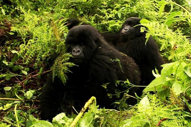 1 Day Rwanda Gorilla Trekking - Lunch after the forest