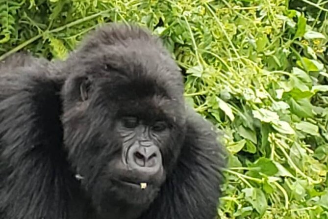 1 Day Rwanda Gorilla Trekking - Ibyiwacu Cultural Village and living traditions