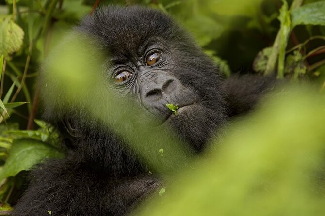 1 Day Rwanda Gorilla Trekking - Timing, comfort, and the private setup