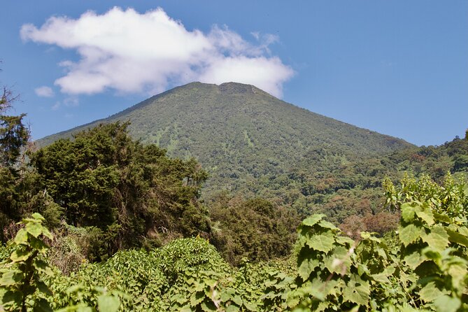 1 Day Rwanda Gorilla Trekking Tour - Why this Rwanda gorilla day is so expensive