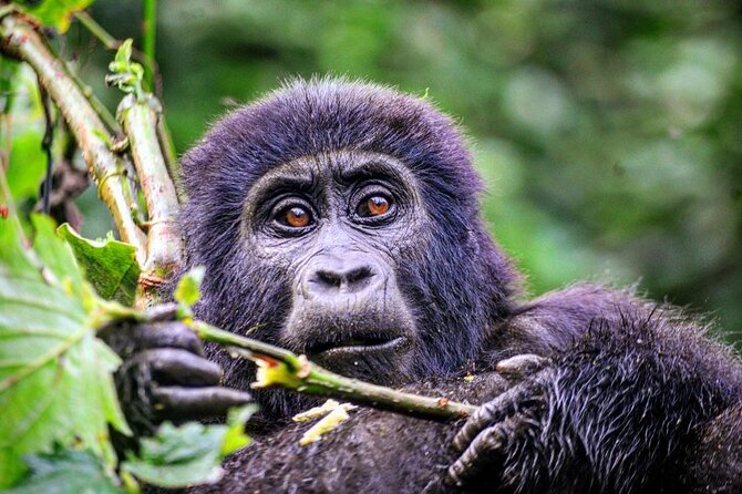 1 Day Rwanda Gorilla Trekking Tour - The forest hike and the gorilla encounter
