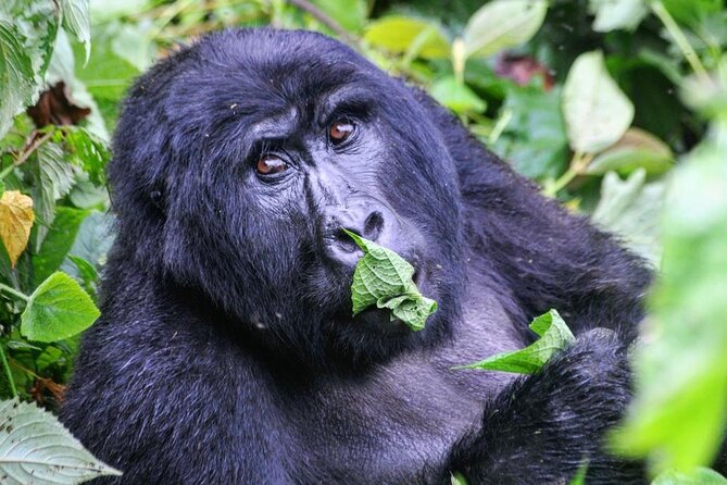 1 Day Rwanda Gorilla Trekking Tour - What the private format really gives you