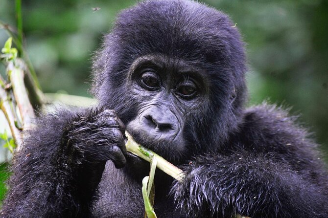 1 Day Rwanda Gorilla Trekking Tour - Meals, water, and the day’s practical details