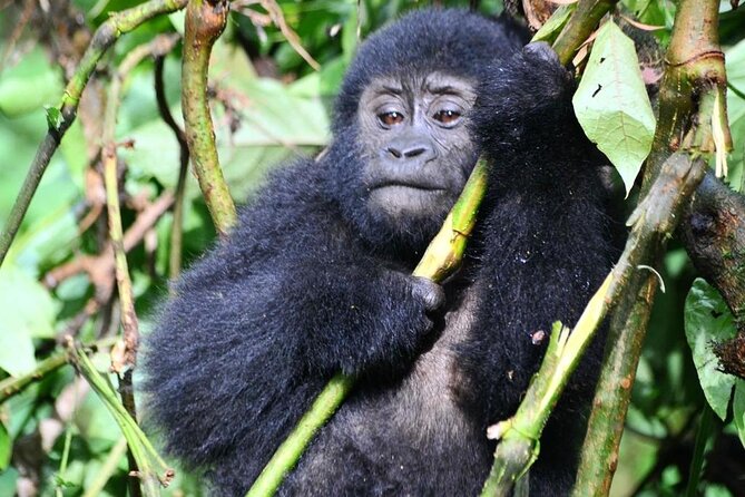 1 Day Rwanda Gorilla Trekking Tour - Who will get the most from this tour