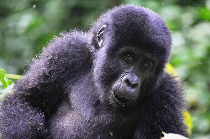 1 Day Rwanda Gorilla Trekking Tour - Booking, cancellation, and the small details to confirm