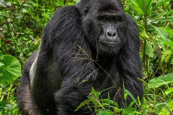 1 Day Rwanda Gorilla Trekking Tour In The Volcanoes National Park - What the $360 price really buys you