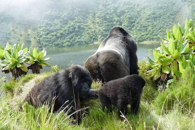 1 Day Rwanda Gorilla Trekking Tour In The Volcanoes National Park - The road to Volcanoes National Park