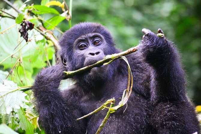1 Day Rwanda Gorilla Trekking Tour - The pre-dawn pickup from Kigali