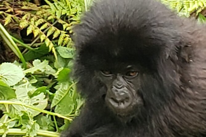 1 Day Rwanda Gorilla Trekking - The $2,200 price and what it covers