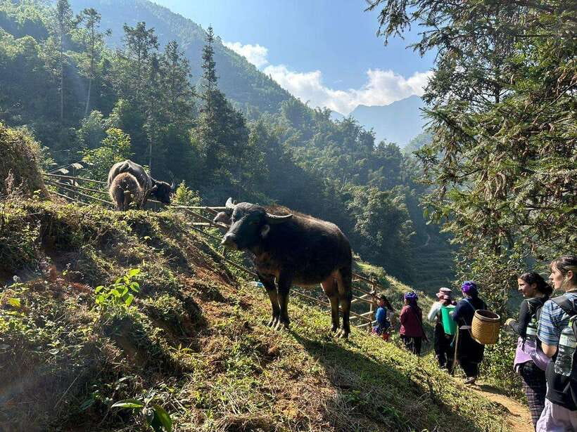 1 Day Sapa Trek&Home-cooked Lunch HmongSisterHouse&Trekking - Is $19 good value?