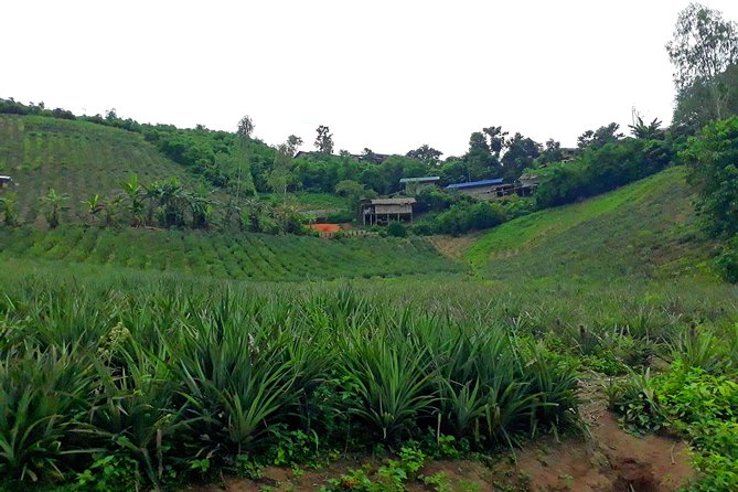 1 Day Trekking Group Tour With Bamboo Cooking / Chiang Rai - What the 8-hour Chiang Rai day looks like