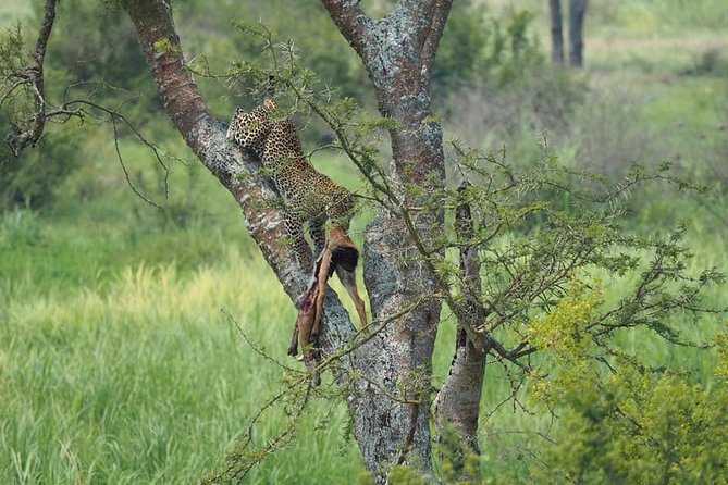 10 Days Affordable Gorilla Trekking Holiday - Why This Uganda Route Works