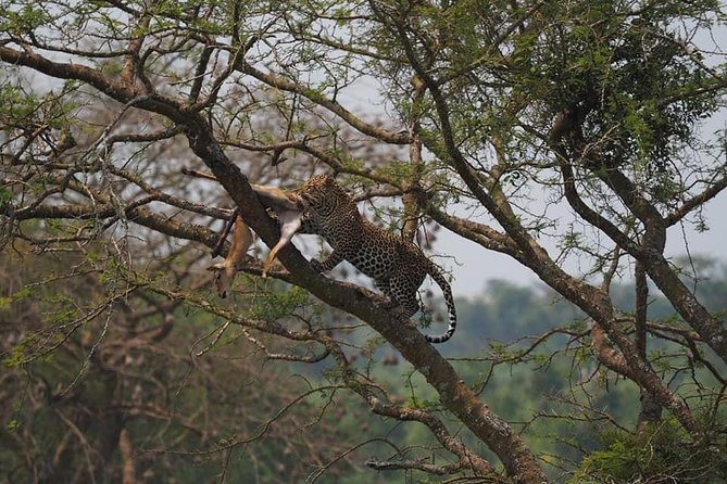 10 Days Affordable Gorilla Trekking Holiday - Day 3: Chimpanzees and Bigodi Community Life